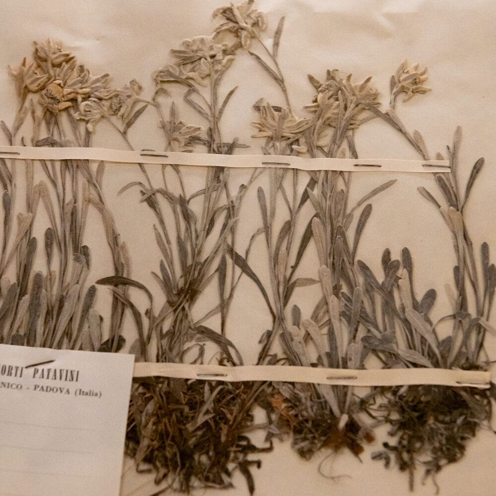 Sopralluogo all'Orto e al Museo Botanico di Padova con la prof.ssa Elena Canadelli, associata in Storia della Scienza, Dipartimento di Scienze Storiche, Geografiche e dell'Antichità (DiSSGeA), Università degli Studi di Padova, alla dott.ssa Maria Barbara Liccardi, e al prof. Tommaso Anfodillo, responsabile del Centro Studi per l'Ambiente Alpino di S. Vito di Cadore - Foto Teresa De Toni